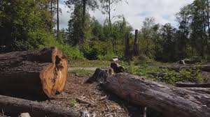  Herald Harbor, MD Tree Removal Pros