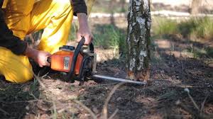 Best Root Management and Removal  in Herald Harbor, MD