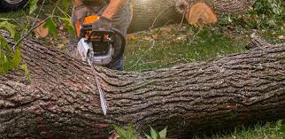 Best Tree Trimming and Pruning  in Herald Harbor, MD