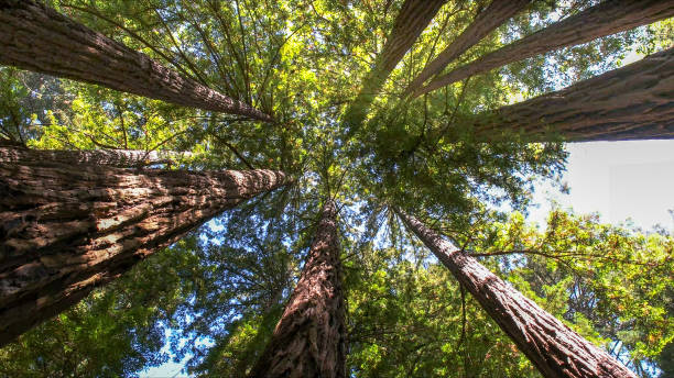 Best Tree Health Inspection  in Herald Harbor, MD