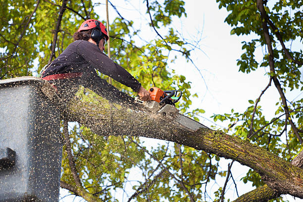 Best Lawn Renovation and Restoration  in Herald Harbor, MD