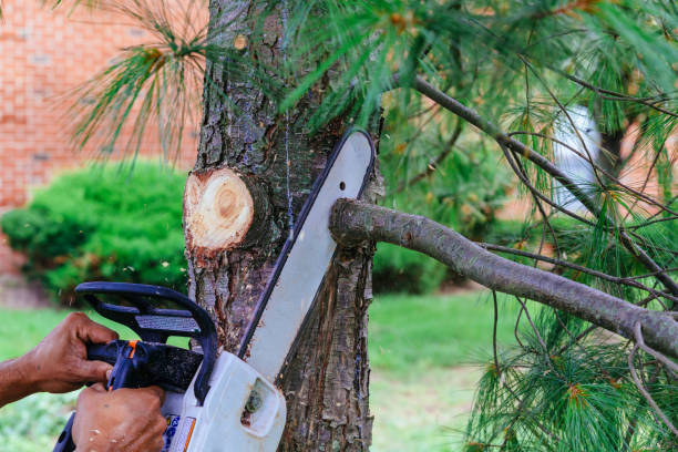 Best Fruit Tree Pruning  in Herald Harbor, MD